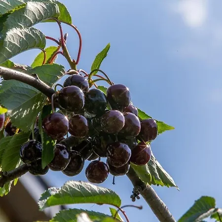 Apartmán Varezic Ston