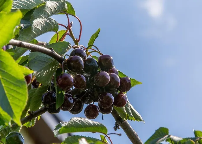 Apartmán Varezic Ston